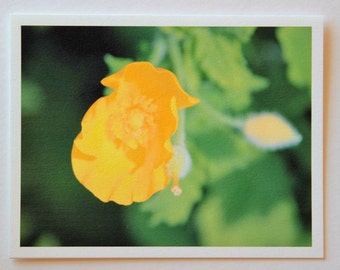 1 Wood Poppy flower note card, blank fine art greeting card, flower photo, green, native flower, photo greeting card, garden, nature