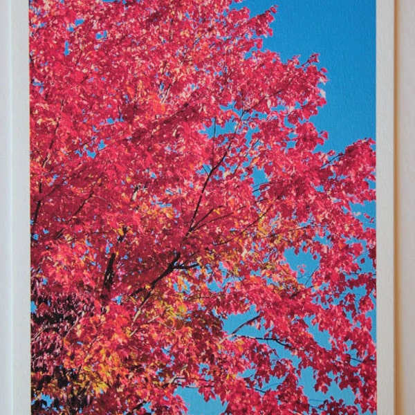 1 October Glory fine art note card, maple leaves, blank greeting card, trees, woodland, blue sky, red, photo greeting cards, Fall trees