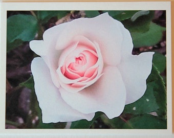 1 Pink Madame Rose, note card, blank greeting card, flower photo, card for garden lover, photo note card, garden, nature, blush, bloom