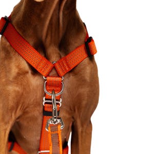 以下が含まれることがあります： シルバーの金属製留め金が付いたオレンジ色の犬用ハーネスのクローズアップ。 ハーネスは耐久性のある織り素材で作られており、調節可能なストラップが付いています。 犬の茶色の毛皮が背景に見えます。