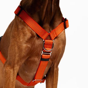 Anatomical No-Pull Dog Harness, Y Shape, Front Clip, Reflective, Orange/Purple