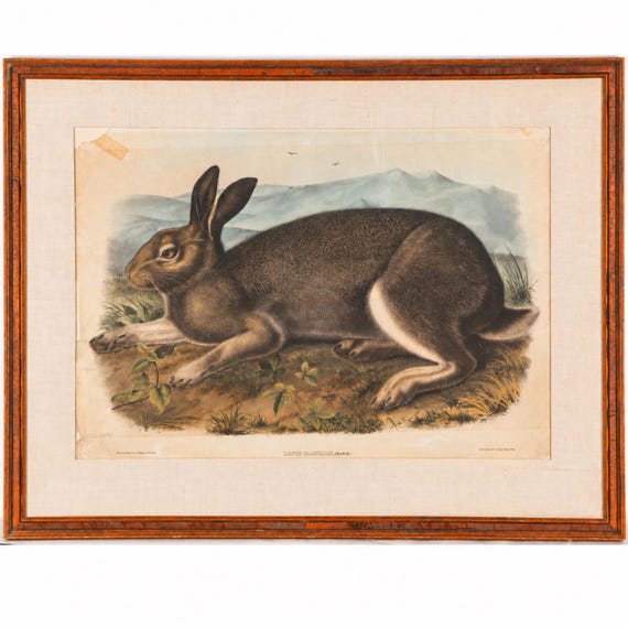Original 1844 John James Audubon “Polar Hare,” 27 × 34 in., Hand-Colored J.T. Bowen Lithograph