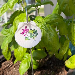 May include: A vibrant basil plant with lush green leaves. A decorative white seashell plant marker with a floral design and the word "Basil" is in the center. The plant is in a dark brown pot.