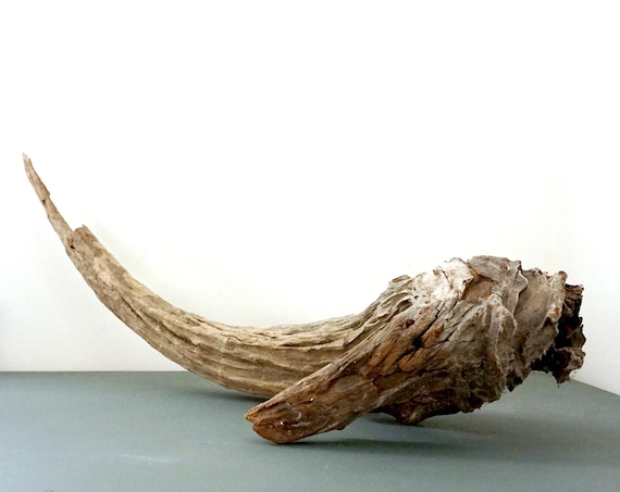 Driftwood Piece Large Tusk Shaped Wood Grey Weathered Drift Wood Branch Found Sun Bleached Beach Find Long Island Sound Beach House Decor