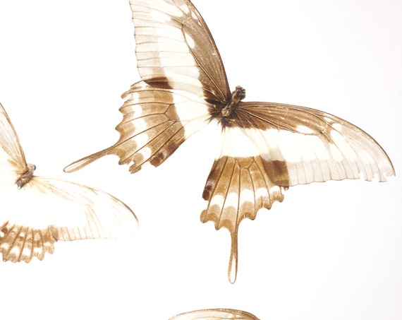 Vintage Butterfly Taxidermy In Lucite Box Insect Specimen Display Clear Acrylic White Brown Butterflies Wall Hanging Handmade 1980s