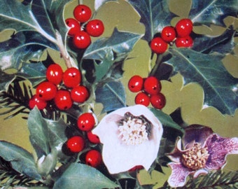 Christmas Post Card Midcentury Germany Holiday Holly Photo