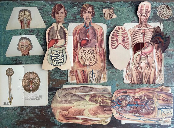 Vintage Anatomical Drawings 10 Pieces Bookplates Fold-Out Anatomy Man and Woman Diagram Organs Muscles Medical Print Paper Ephemera 1920s