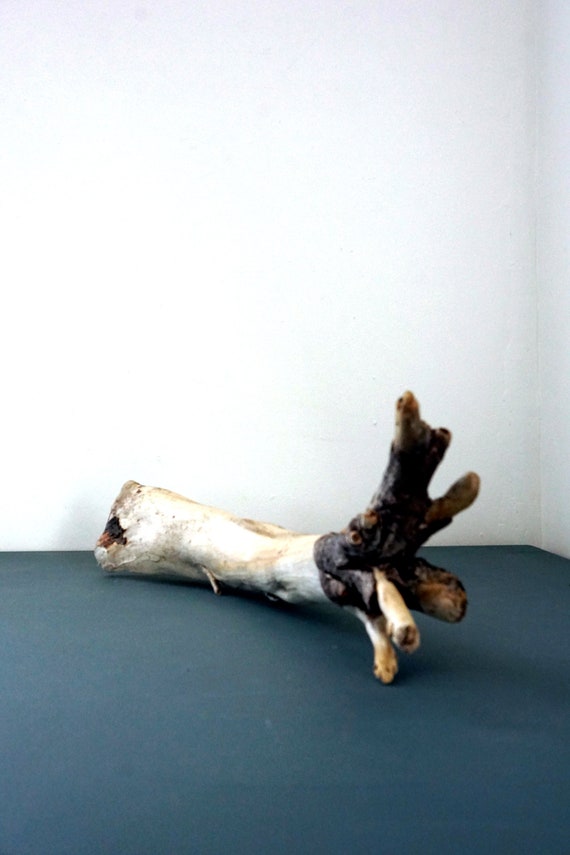 Driftwood Piece Burled Wood Sea Sun Worn Beach Find Long Island Sound Salvaged Wood Rustic Nautical Decor Beach House Garden Display Piece