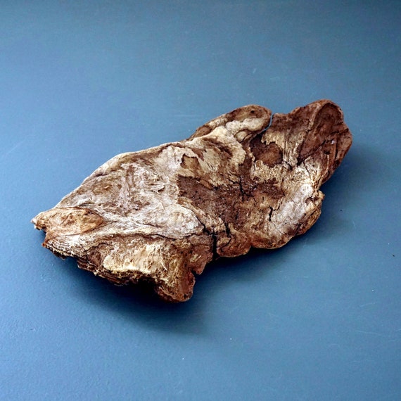 Driftwood Bark Piece Unique Wood Form Sea Worn Beach Find Long Island Sound Salvaged Repurposing Crafts Tree Bark Chunk Drift Wood