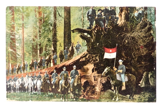 Antique Postcard Yosemite Mariposa Tree Calvary Mitchell 1448