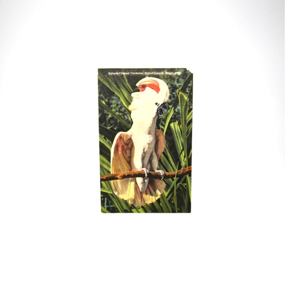 Vintage Miami Postcard Bird Cockatoo Florida 1940s Parrot