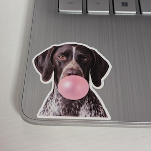 May include: A sticker featuring a German Shorthaired Pointer dog with a pink bubble gum bubble. The dog has brown and white speckled fur, brown eyes, and dark brown ears. The sticker is on a laptop.