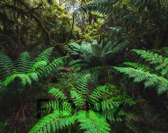Lush Punga Fern Print | Moody West Coast NZ Rainforest Wall Art (Digital Download)