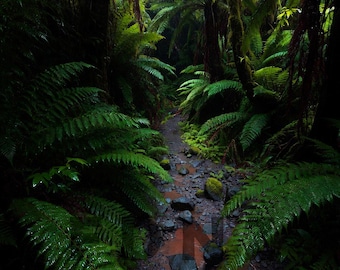 West Coast NZ Forest Landscape Print – Moody Rainforest Wall Art (Digital Download)