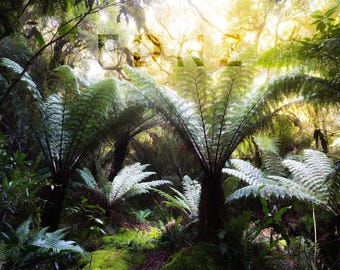 Sunlit Punga Ferns in Bright New Zealand Rainforest | Digital Download Wall Art