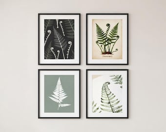 Set of 4 Botanical Fern Prints, Vintage Style Wall Art (Digital Download)