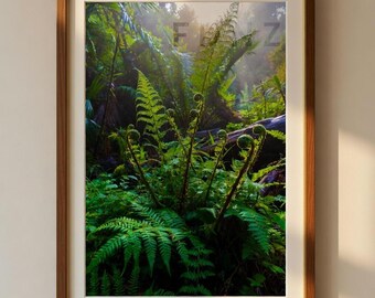 Lush West Coast NZ Fern Forest Print – Misty Morning Sunrise Digital Download
