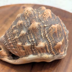 May include: A textured seashell featuring a mottled brown and cream color palette with prominent, rounded protrusions across its surface. The shell exhibits a spiral structure with a defined opening at one end, showcasing natural ridges and patterns.