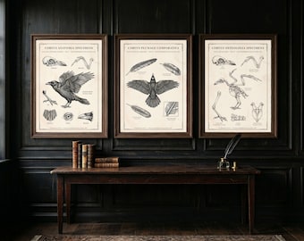 Raven Anatomy Print Bundle, Victorian Dark Academia Wall Art, Mythological Plate Set - 3 Designs