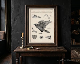Victorian Raven Anatomy Print, Dark Academia Ornithology Wall Art, Oversized Wall Art