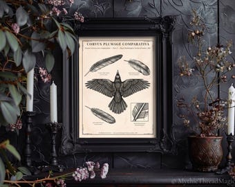 Victorian Raven Crow Feathers Print - Dark Academia Naturalist Decor, Gothic Home Decor, Digital Download Poster