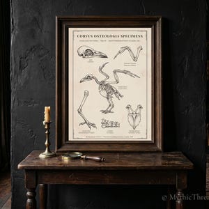 Könnte beinhalten: Ein gerahmter wissenschaftlicher Druck mit dem Titel Corvus Osteologia Specimens, der detaillierte schwarze Tuschezeichnungen eines Krähenskeletts und einzelner Knochen auf cremefarbenem Grund in einem dunkelbraunen Holzrahmen zeigt.