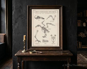 Dark Academia Decor, Raven Skeleton Anatomy Print - Victorian Naturalist Corvus Osteologia Specimens Oversized Wall Art