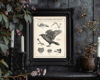Victorian Raven Anatomy Print, Dark Academia Ornithology Wall Art, Digital Download Poster