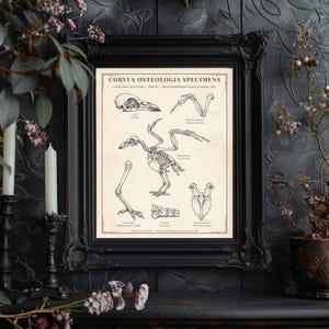 Dark Academia Decor, Raben-Skelett-Anatomie-Druck - viktorianischer Naturforscher Corvus Ostelogia Specimens Digital Download Poster