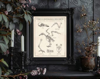 Dark Academia Decor, Raven Skeleton Anatomy Print - Victorian Naturalist Corvus Osteologia Specimens Digital Download Poster