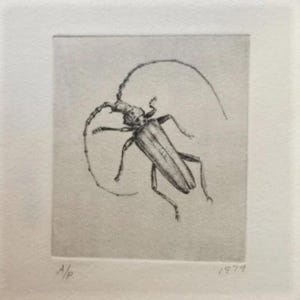 ACQUAFORTE DI PROVA D'ARTISTA di uno scarabeo (pezzo unico) di un artista scozzese sconosciuto su carta fatta a mano con bordo frastagliato - Datato: 1979