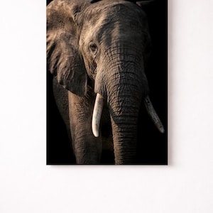 Poster con ritratto di testa di elefante africano | Arte naturalistica in penombra | Stampa con zanne | Sfondo nero | Decorazione murale in stile safari suggestivo, idea regalo