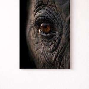 Póster macro de ojo de elefante | Primer plano de iris dorado | Arte de vida salvaje oscuro y melancólico | Fotografía dramática de animales | Regalo de decoración de pared de naturaleza safari