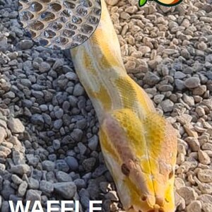 May include: A Burmese python named Waffle, with a yellow and white pattern, is shown in close-up. The snake's head is visible, with its tongue extended. A circular inset shows the snake's scales. The snake is on a bed of small stones.