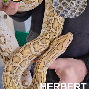 May include: A Burmese python named Herbert, with a tan and brown patterned skin. A close-up of the snake's scales is in the upper right. The snake is being held by a person.