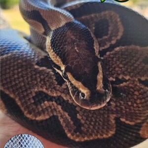 Snake Skin Necklace / Tony / Handmade / custom design