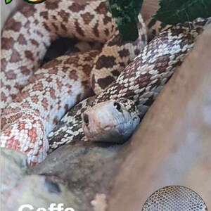 May include: A Bull Snake, with a tan and brown patterned body, is shown in close-up. The snake's head is visible, with a light-coloured snout and dark eyes. The image includes the text "Gaffa Bull Snake".