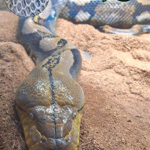 May include: A detailed image of a Reticulated Python, showcasing its scales and head. The snake's skin displays a pattern of yellow and brown. The image includes the text "TITCH" and "Reticulated Python".