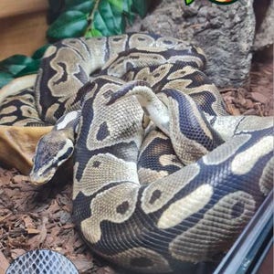 May include: A Royal Python snake, named Pepper, with a pattern of dark brown and black markings on a tan background. The image includes a close-up of the snake's scales and a logo in the top right corner.