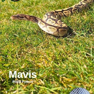 May include: A Royal Python snake, patterned in tan and brown, lies on green grass. The image includes the name "Mavis" and a logo in the upper left corner. A close-up of the snake's scales is in the lower right.