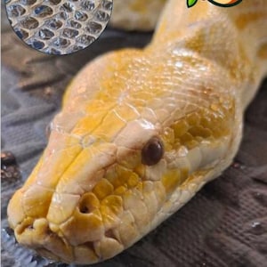 May include: A close-up image of a Burmese python called Custard, showing its yellow and cream-coloured head and body. The snake's scales are visible, and a circular inset displays a detailed view of the skin texture. The image includes the text "CUSTARD" and "Burmese Python".