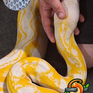 May include: A Vanilla Reticulated Python is shown, with a creamy white body and striking yellow patterns. The image includes a close-up of the snake's scales and the text "VANILLA Reticulated Python".