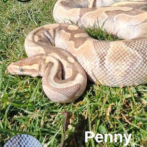 May include: A Royal Python, named Penny, with a tan and brown patterned skin, coiled on green grass. A close-up of the snake's scales is shown in a circular inset. The image includes a logo. The snake is a reptile.