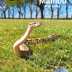 May include: A Royal Python snake, named Mambo, is shown on grass under a blue sky. The snake has a tan and brown pattern. The image includes a logo in the upper left corner and a close-up of snake scales in the lower right.