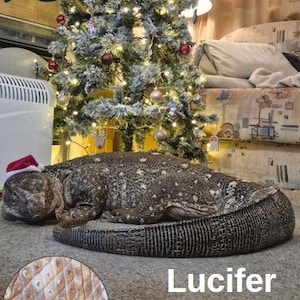 May include: A black throat monitor lizard named Lucifer wearing a Santa hat, lying on a rug in front of a decorated Christmas tree. The image includes a close-up of the lizard's skin and the text "Lucifer Black Throat Monitor Lizzard."
