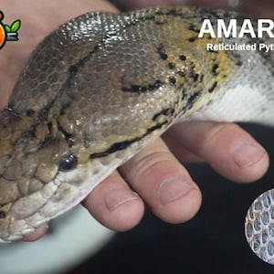 May include: A close-up of a reticulated python, showing its patterned scales. The snake's head is visible, with brown, tan, and yellow markings. The text "AMARA Reticulated Python" is displayed in white. A circular image of the snake's scales is in the lower right.