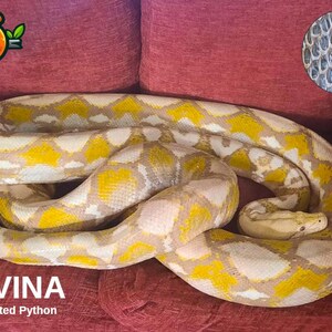 May include: A reticulated python named Davina, with yellow and tan markings, is coiled on a red surface. A close-up of the snake's scales is in the upper right corner. The image includes a logo.