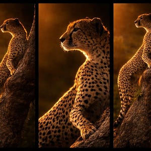 Może przedstawiać: Tryptyk przedstawiający geparda siedzącego na gałęzi drzewa. Cętkowane futro geparda kontrastuje z brązowym pniem drzewa. Tło ma ciepły, złoty odcień, tworząc uderzający efekt.