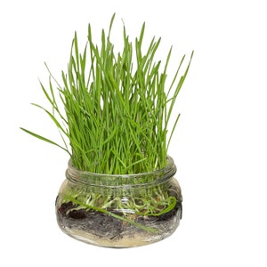 Reusable Wheat Grass Kit: Pet & Cat Grass, Non-GMO Seeds