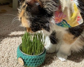 upcycled wheat grass kit | pet grass | cat grass | vegan